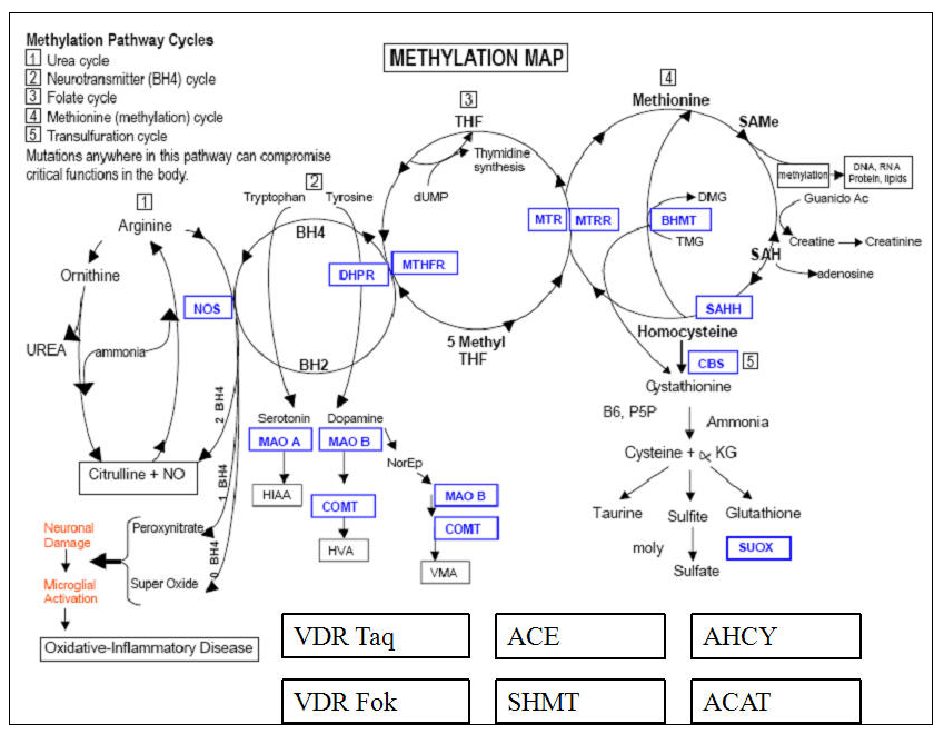 cycle-metlyation-transulfuration.jpg