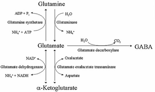 excitotoxicité.jpg