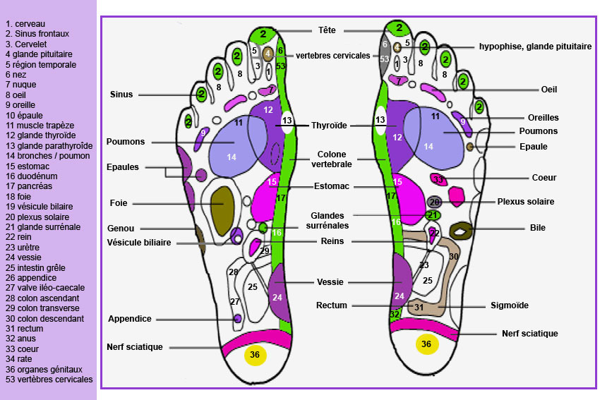 Reflexologie-plantaire.jpg