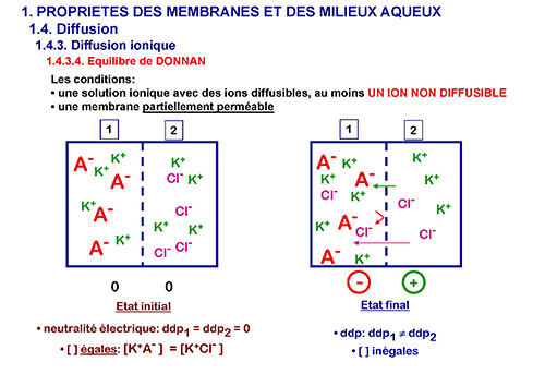 Ions etMilieux Aqueux.jpg