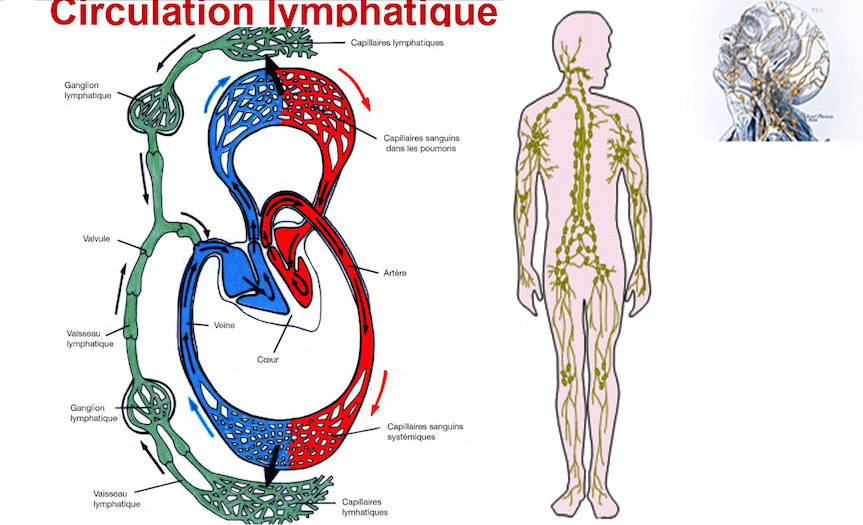 CirculationSystemique.jpg