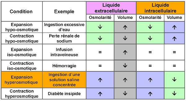 Effets Extra sur Intra.jpg