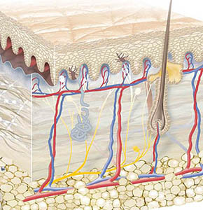 Peau-Strucure-A.jpg