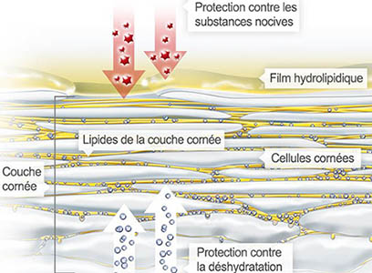 Peau-Strucure-B.jpg