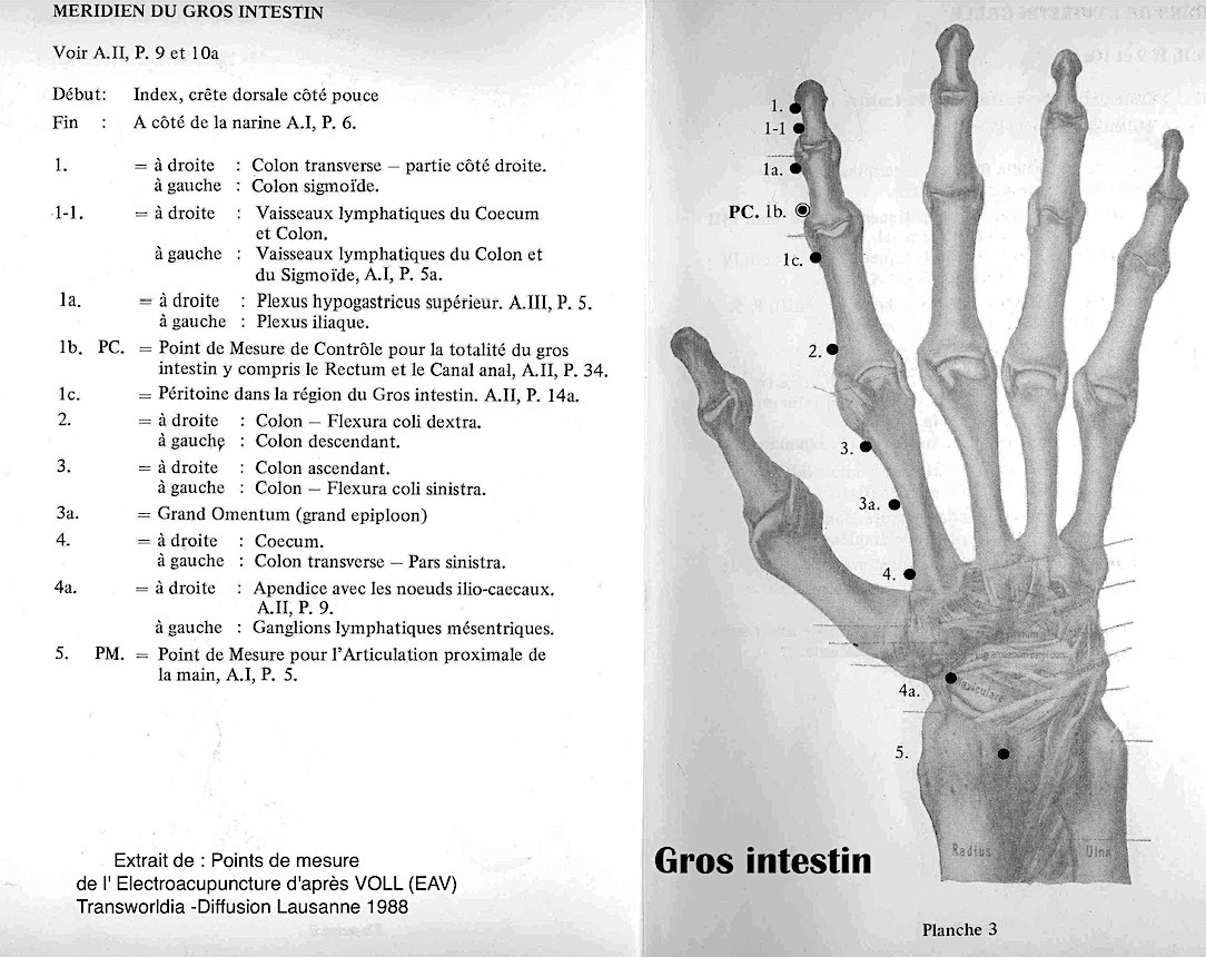 Méridien Gros Intestin.jpg