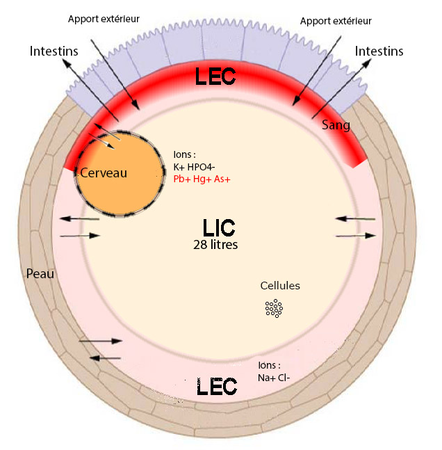 Les compartiments liquidiens File