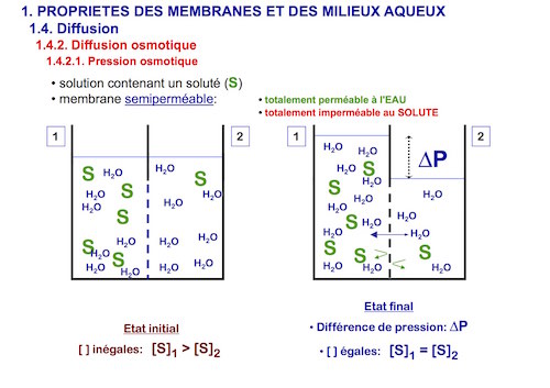 MEMBRANE MILIEU AQUEUX.jpg