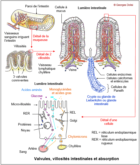 La villosité intestinale File