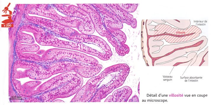 La villosité intestinale File