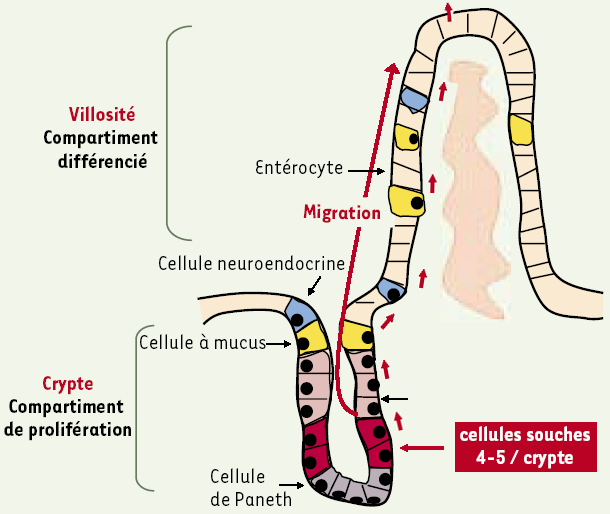 La villosité intestinale File