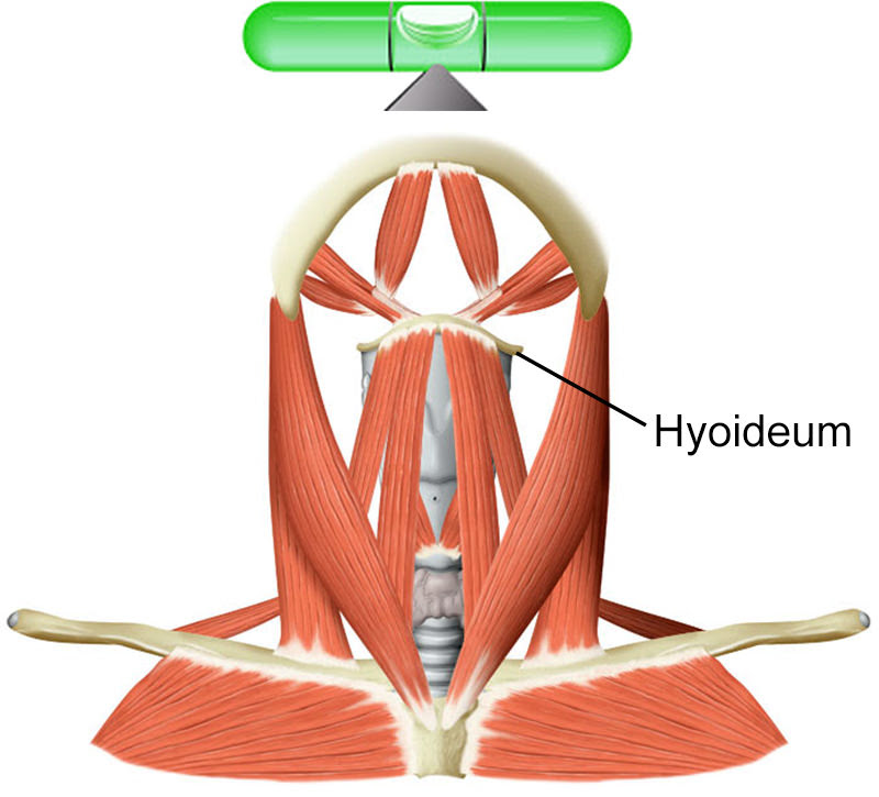 hyoid-bone.jpg